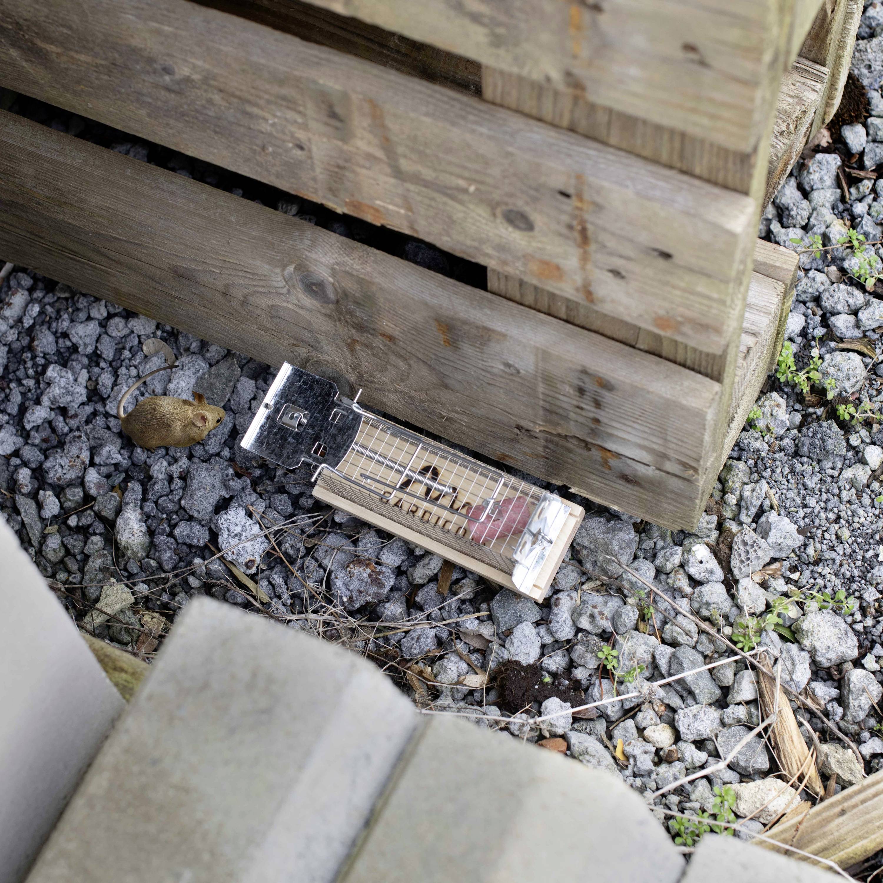 A mouse approaches a set metal and wooden mousetrap beside a pile of wood on gravel.