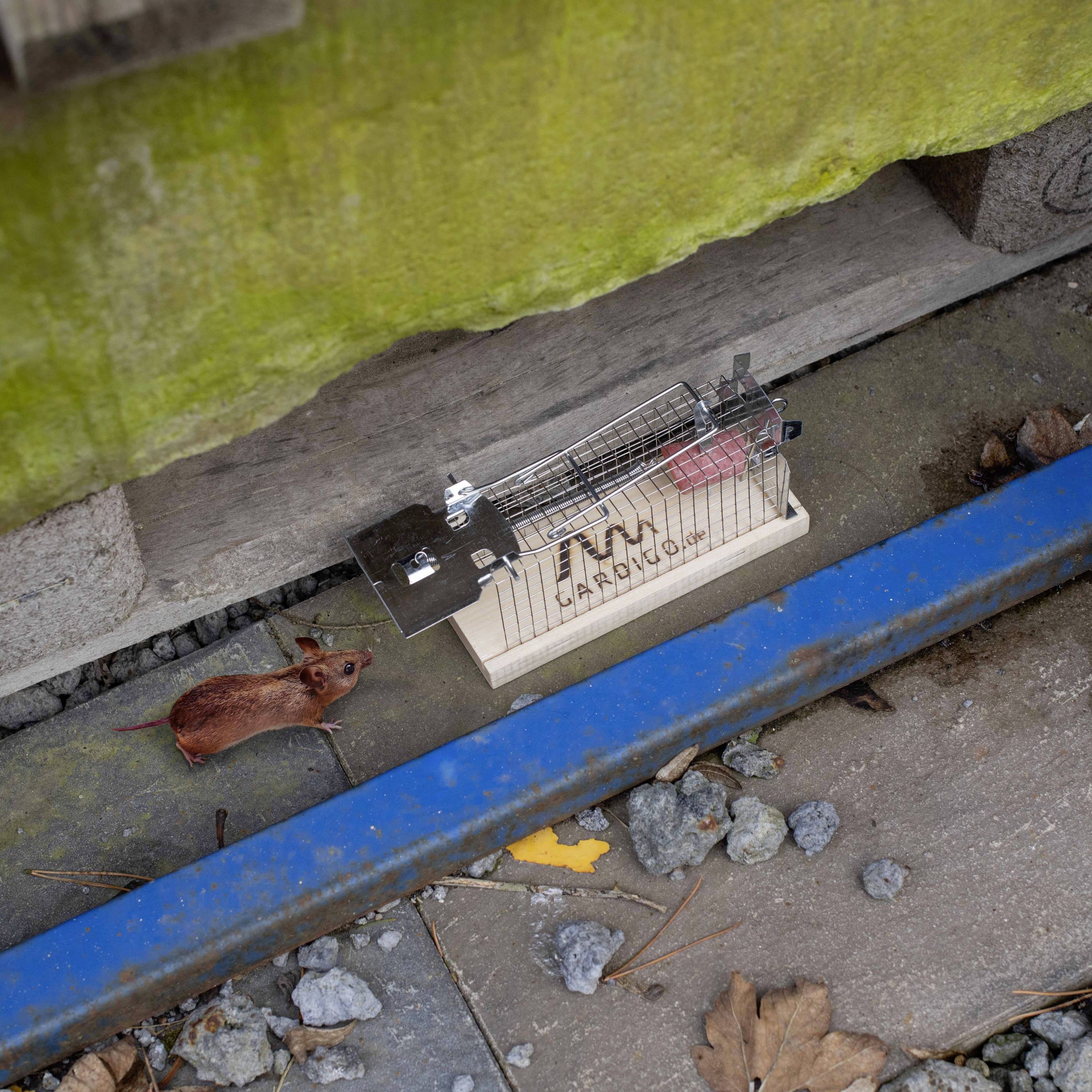 A brown mouse runs along a wooden floor beneath a live trap marked with 'ARMY'.
