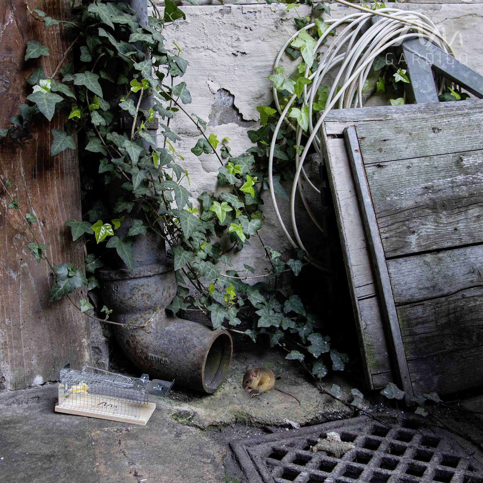 Ivy-covered corner with an old pipe and wood. A mouse sits on the ground next to a mousetrap baited with cheese. Abandoned atmosphere.