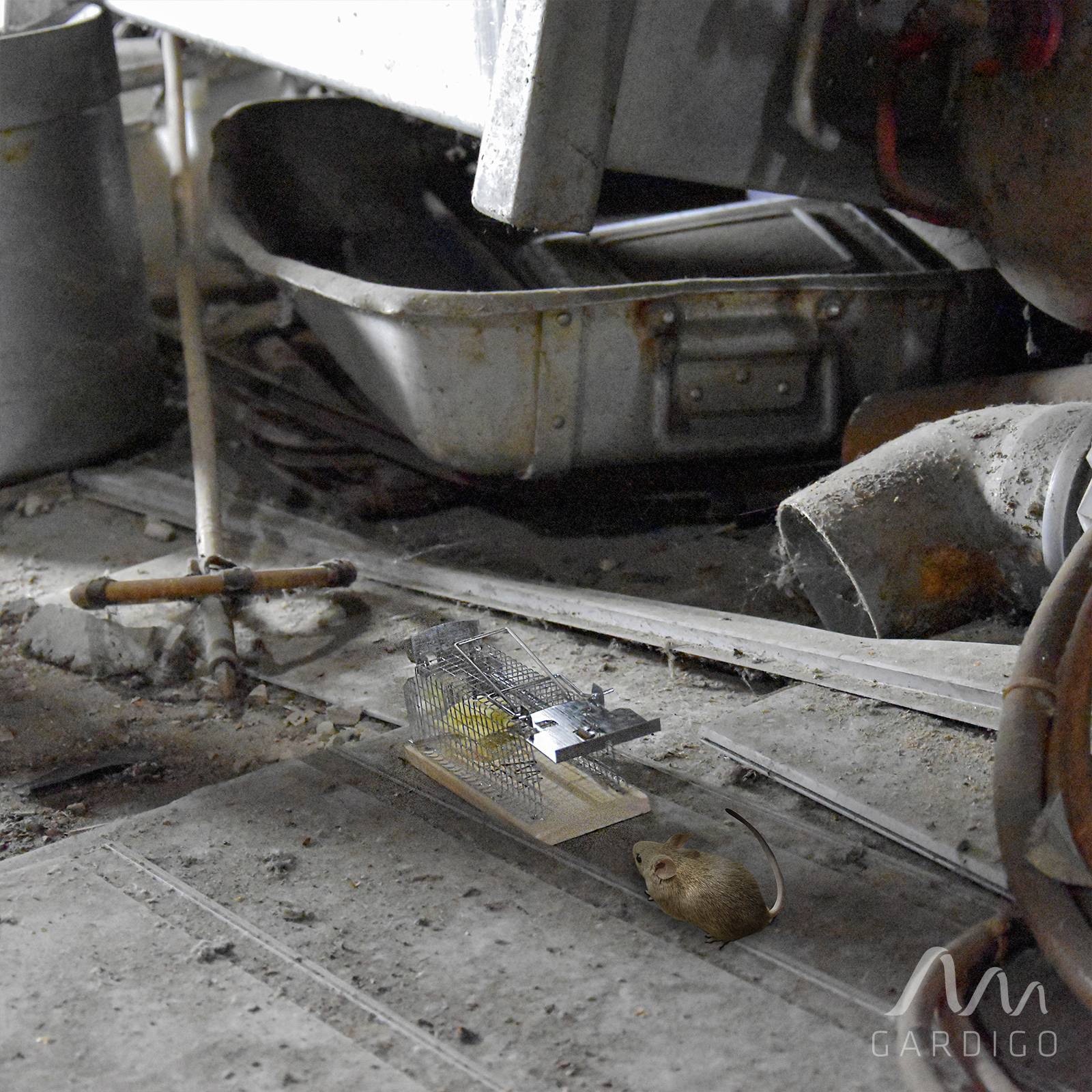 In a cellar, a mousetrap is set up. A mouse is sitting beside it and appears to be intrigued by the trap.