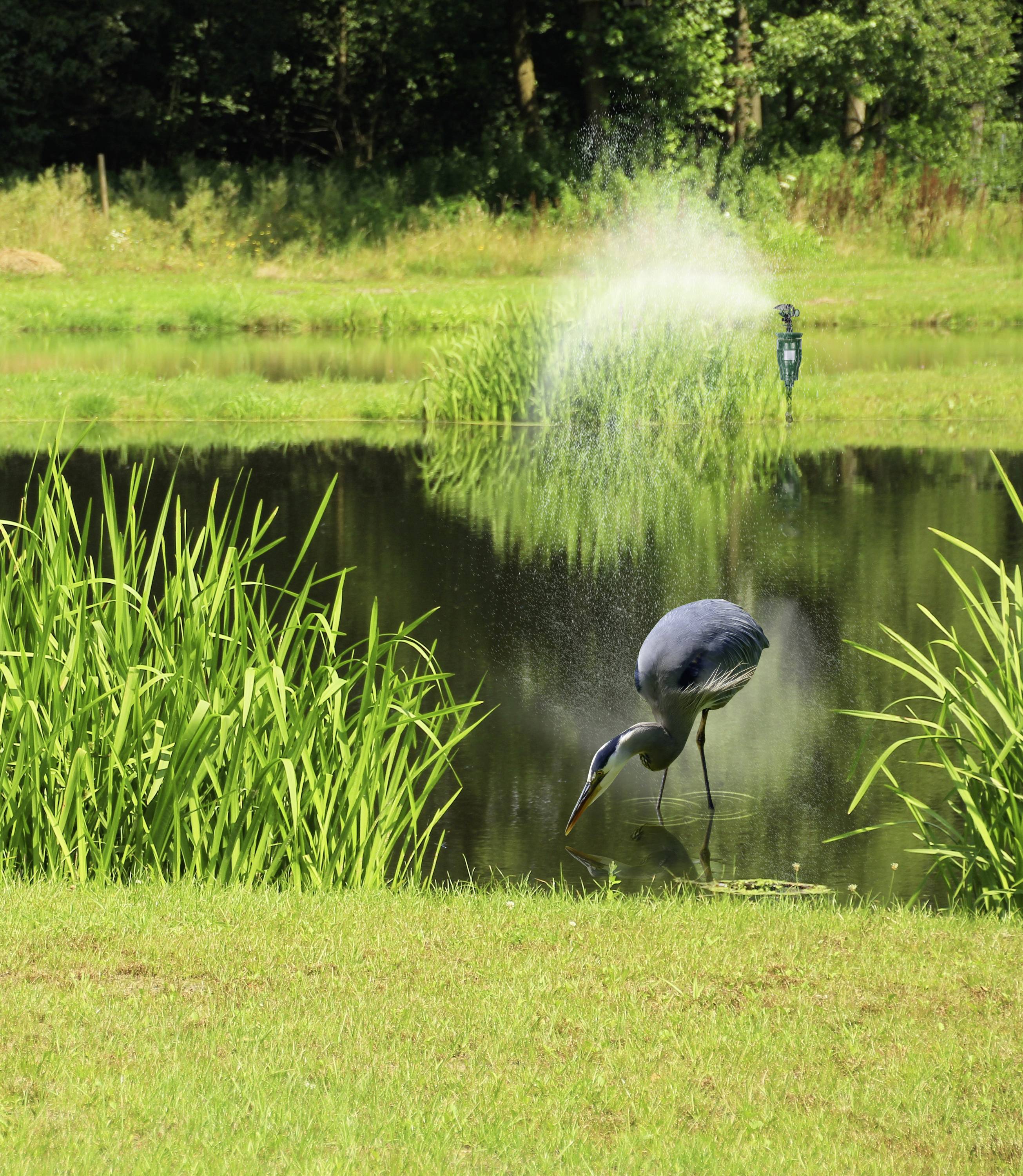 A heron stands in a pond surrounded by green plants, with a fountain spraying water in the background.
