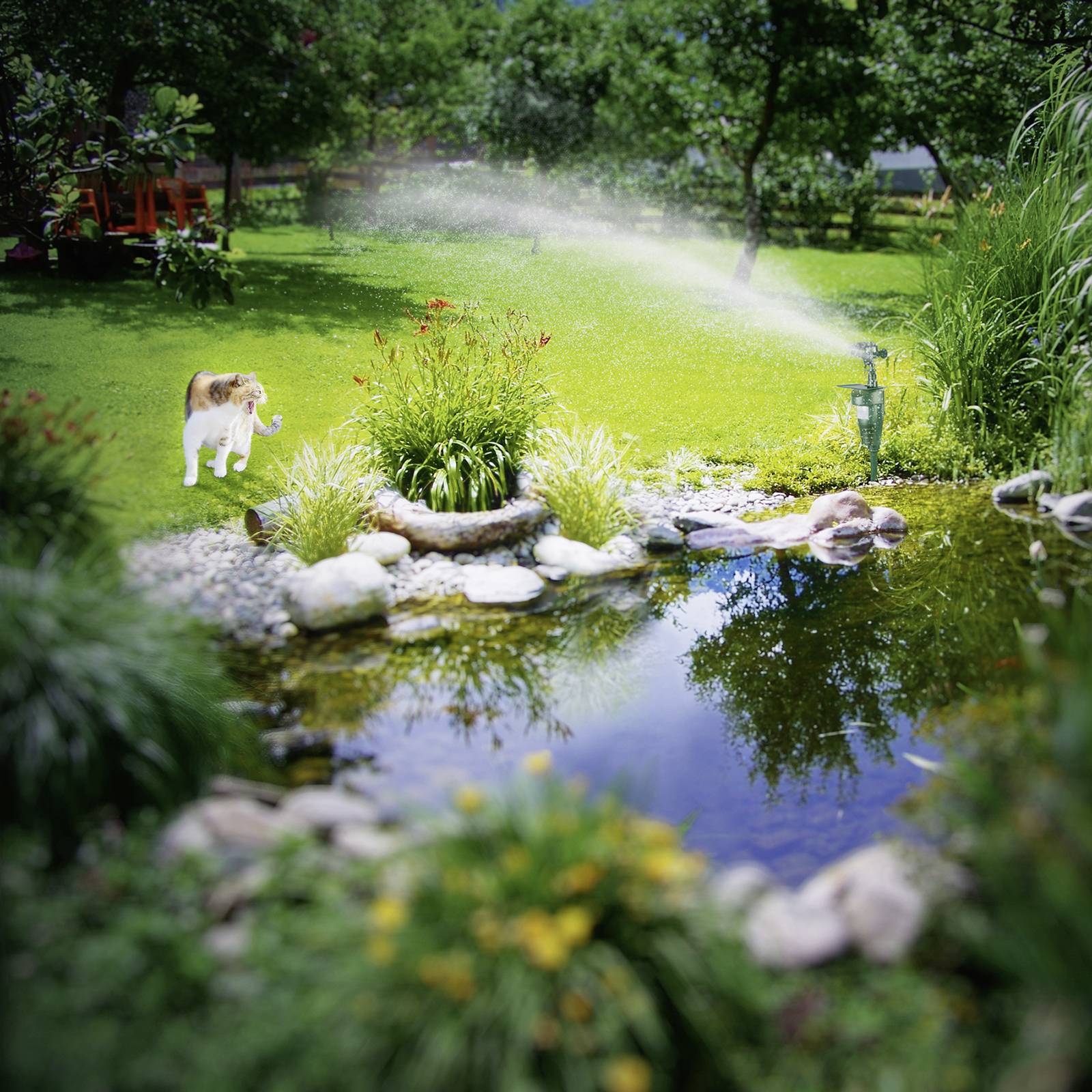 A garden with a pond; a lawn sprinkler waters plants; a cat walks through the grass; trees in the background.