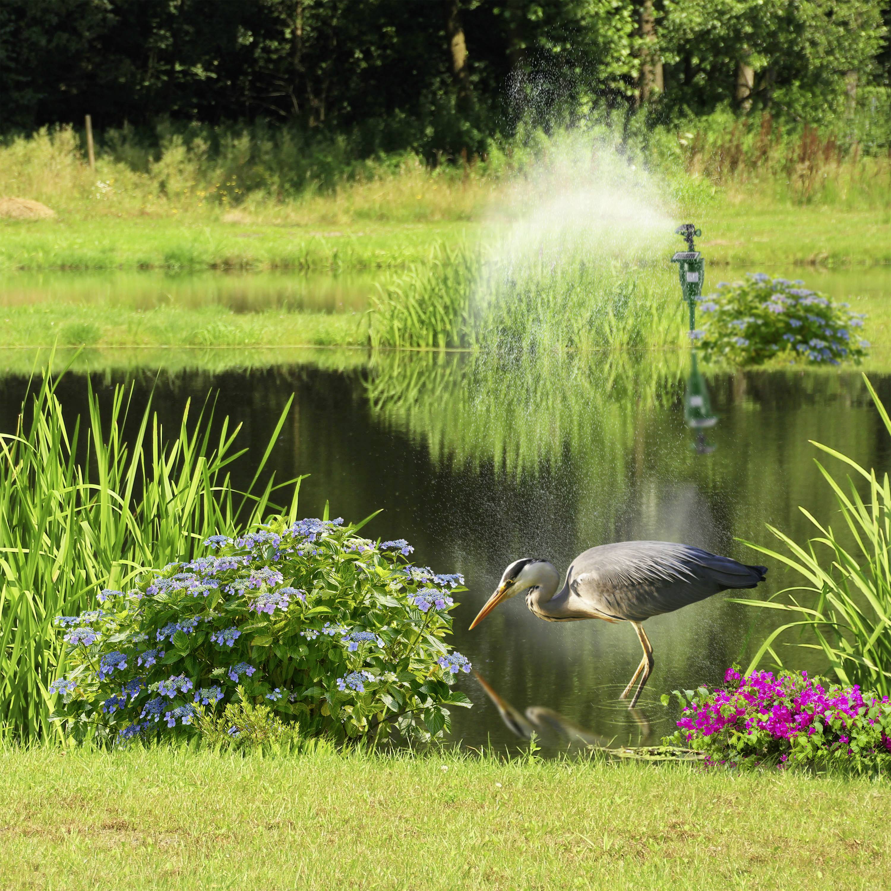 A heron stands on the bank of a pond, beside flowering hydrangeas. In the background, a water sprinkler sprays water into the air.