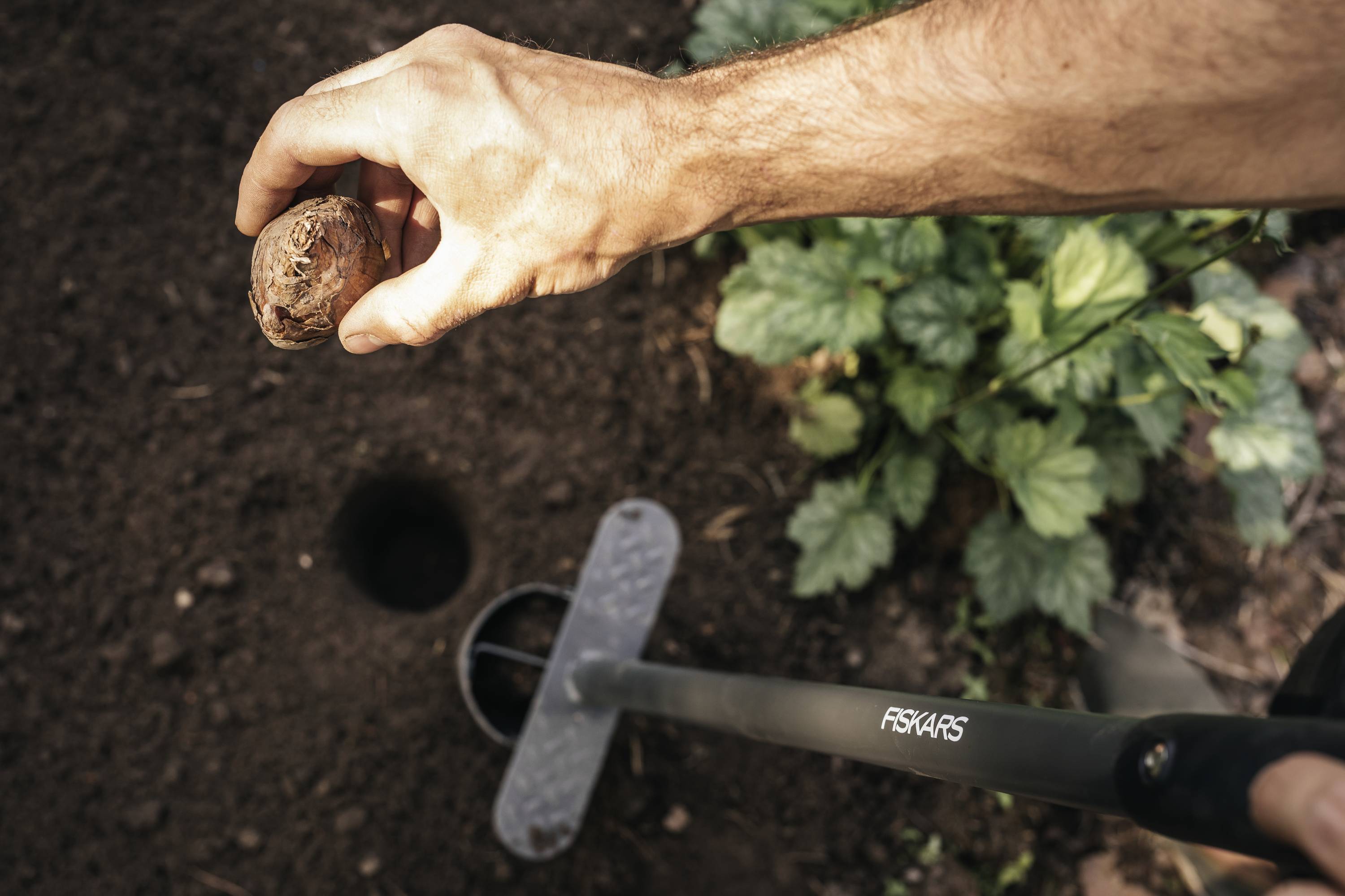 A hand holds a nut over a prepared planting hole. A tool lies on the ground next to the hole.