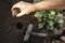 A hand holds a nut over a prepared planting hole. A tool lies on the ground next to the hole.