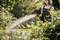 A woman in the garden waters plants with a hosepipe on a sunny day. The background shows lush green vegetation.