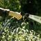 A hand holds a garden hose and waters green plants in sunlight, surrounded by natural vegetation.