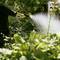 A person is watering plants in the garden with a hosepipe. Sunlight illuminates the scene, while water moistens the leaves.
