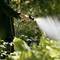 A person is watering a plant in the garden with a hosepipe, spraying a fine stream of water. Sunlight illuminates the scene.