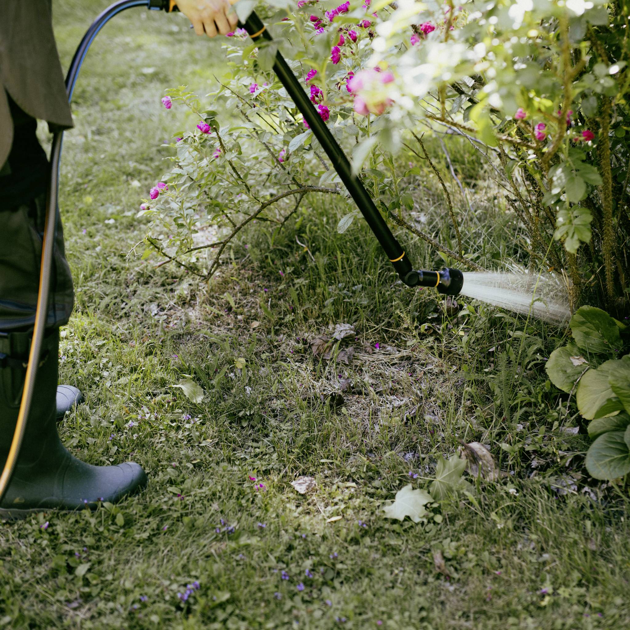 A person is spraying a plant in the garden with a garden hose. The surroundings are green and blooming. Wellington boots are being worn.