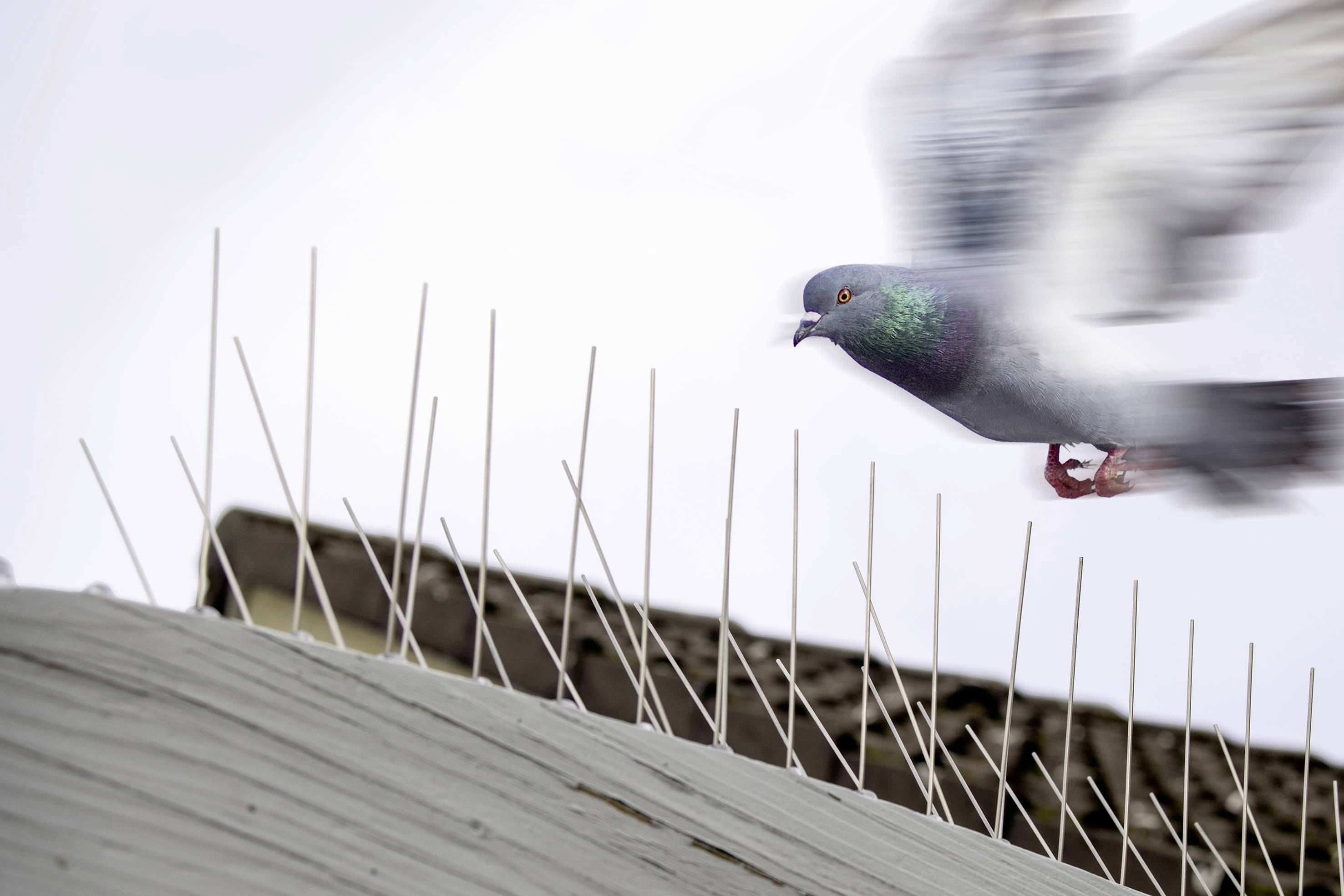 A pigeon flies over a roof fitted with anti-bird spikes. The sky in the background is cloudy.