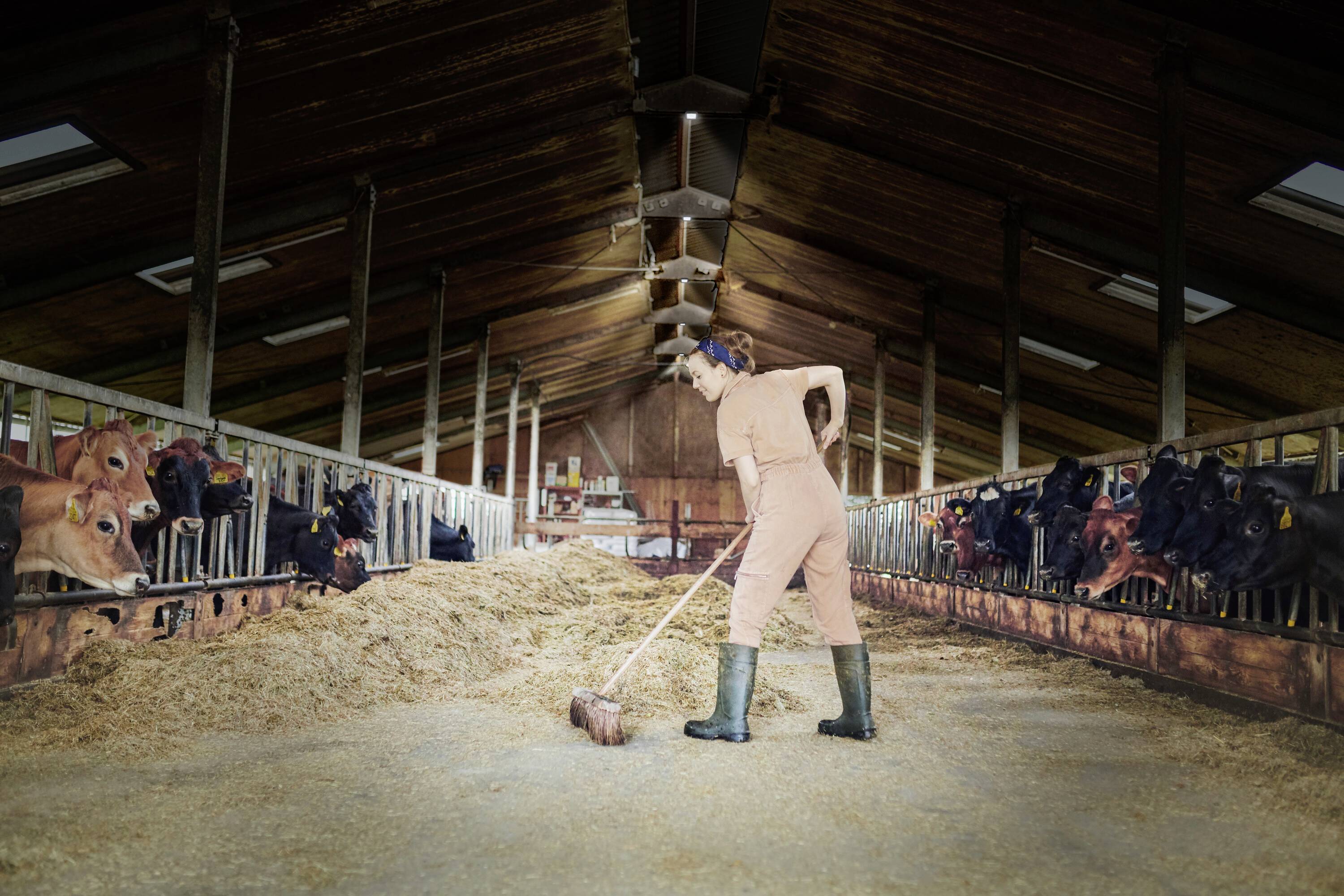 A person is sweeping hay in a large, open cattle barn, surrounded by cows on both sides. The barn is made of wood with a slanted roof.