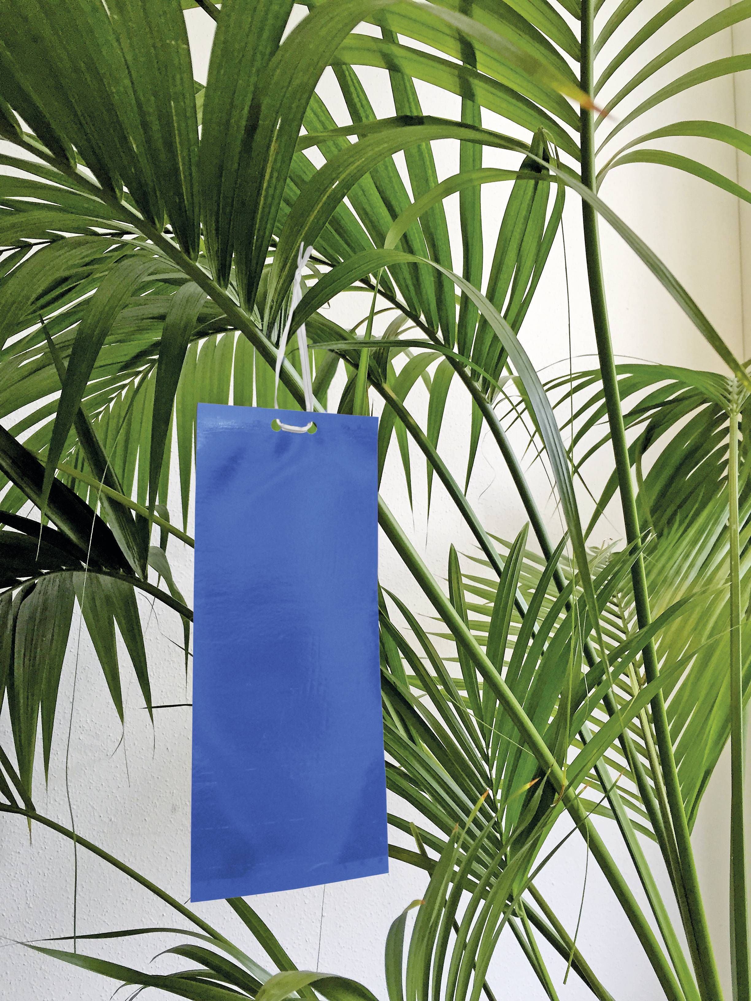 Swissinno Blaue Klebetafeln für geflügelte Thrips 10er Sticky panel Working principle Adhesive film 10 pc(s)-2