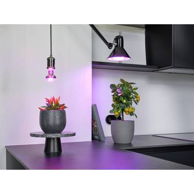 OSRAM HOMELIGHTING 4058075845787 Grow light E-27 10 W 1 pc(s)-3