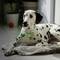 A Dalmatian laying on a dog bed. It has a facial recognition frame around its head, and a text box highlights its unique coat pattern.