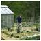 A person gardening near a greenhouse, tending to plants in a vegetable garden surrounded by greenery.