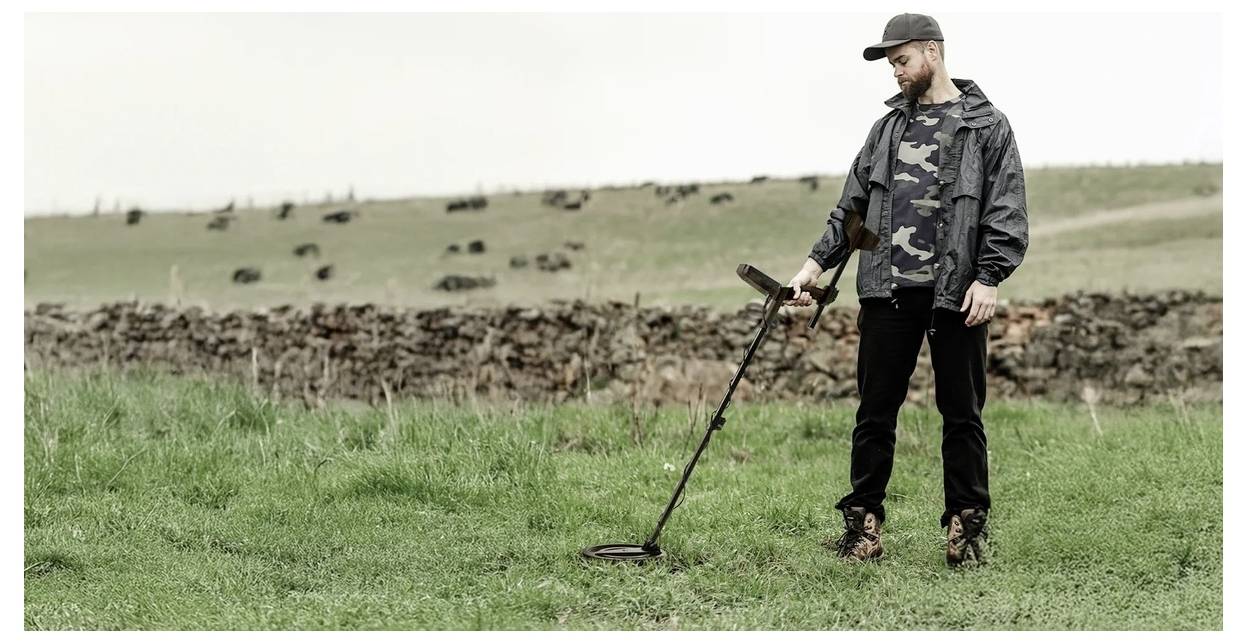 A person using a metal detector on grassy land with a stone wall and cows in the background, suggesting a search or exploration activity.