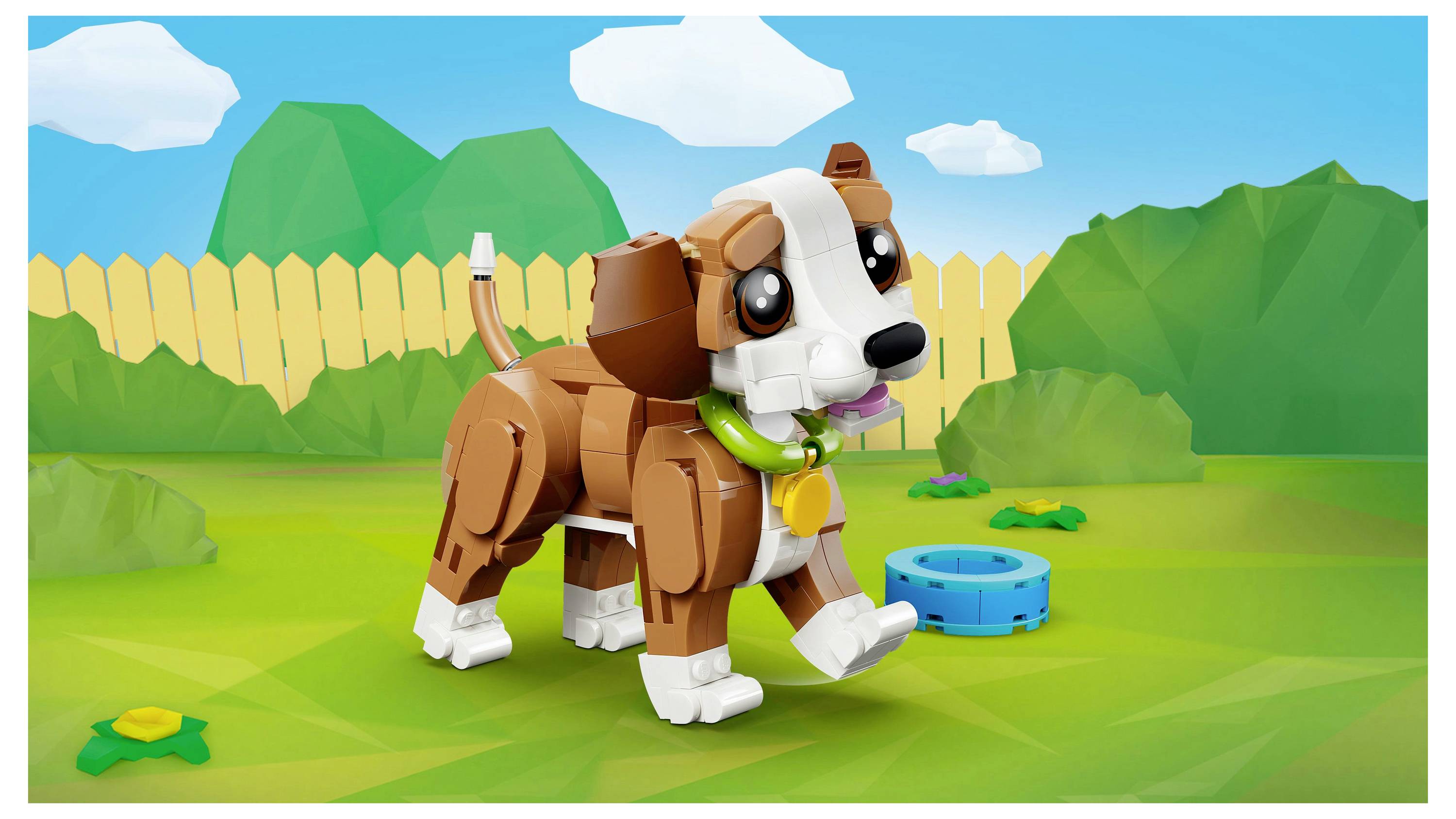 A brown and white toy dog with large eyes, collar, and tag walks in a grassy backyard with a fence, bushes, and a blue water bowl.
