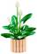 'A LEGO model of a peace lily plant in a brick-built pot, featuring green leaves and white flowers with yellow centers.'