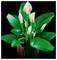 A LEGO plant model featuring large green leaves and white, yellow-tipped spathes resembling a peace lily, set against a black background.