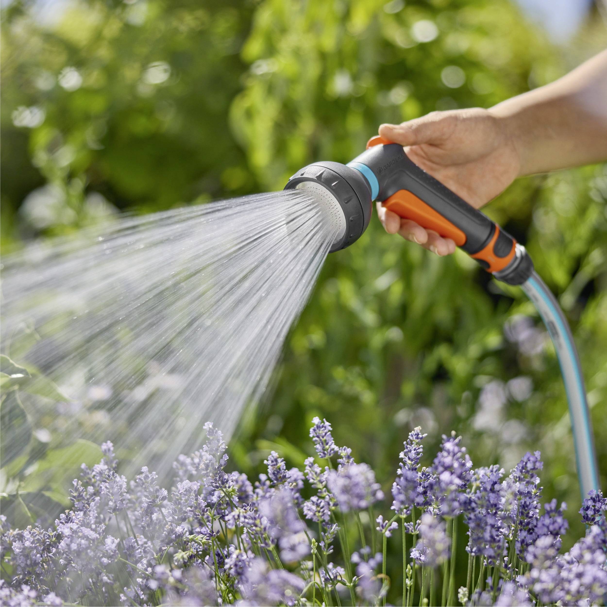 A person waters blooming lavender plants with a garden hose sprayer, featuring a gentle spray setting, in a sunny garden setting.