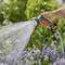 A person waters blooming lavender plants with a garden hose sprayer, featuring a gentle spray setting, in a sunny garden setting.