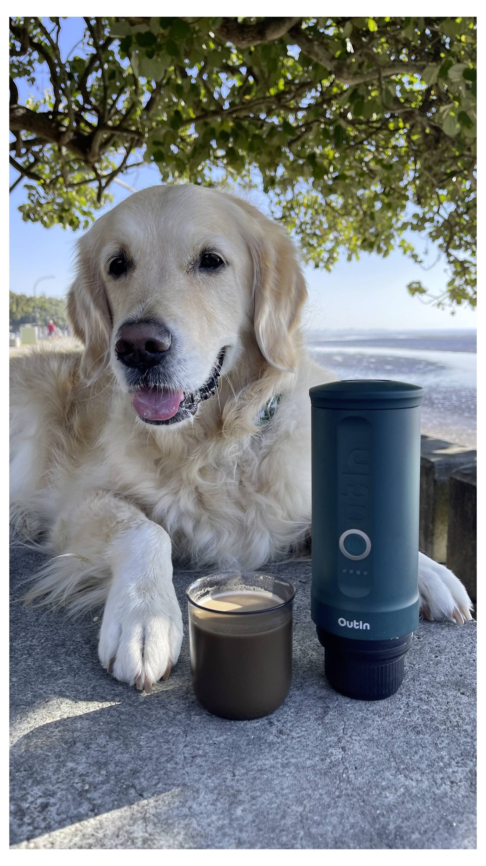 A golden retriever lies on a stone ledge beside a portable coffee maker and a cup. The background features a sunny beach scene.