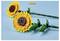 Two LEGO sunflowers with yellow petals and brown centers lie on a light blue background, showcasing detailed stem and leaf designs.