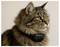 A fluffy tabby cat with a GPS collar looks to the side, showing alertness and curiosity. The cat has striking green eyes and a bushy tail.