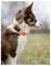 A brown and white dog with an orange collar sits attentively on a grassy field, gazing into the distance.