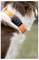 A dog facing away, wearing an orange collar with a black device attached.