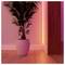 A potted plant with lush fronds sits on a wooden floor, illuminated by soft pink and orange lighting from the corner of a room.