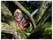 A person wearing protective gear uses a chainsaw to cut branches of a large tree in a dense forest setting.