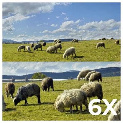 Two images of sheep grazing on grassy fields under blue skies. The lower image is marked '6X', indicating a possible zoom or enhancement.