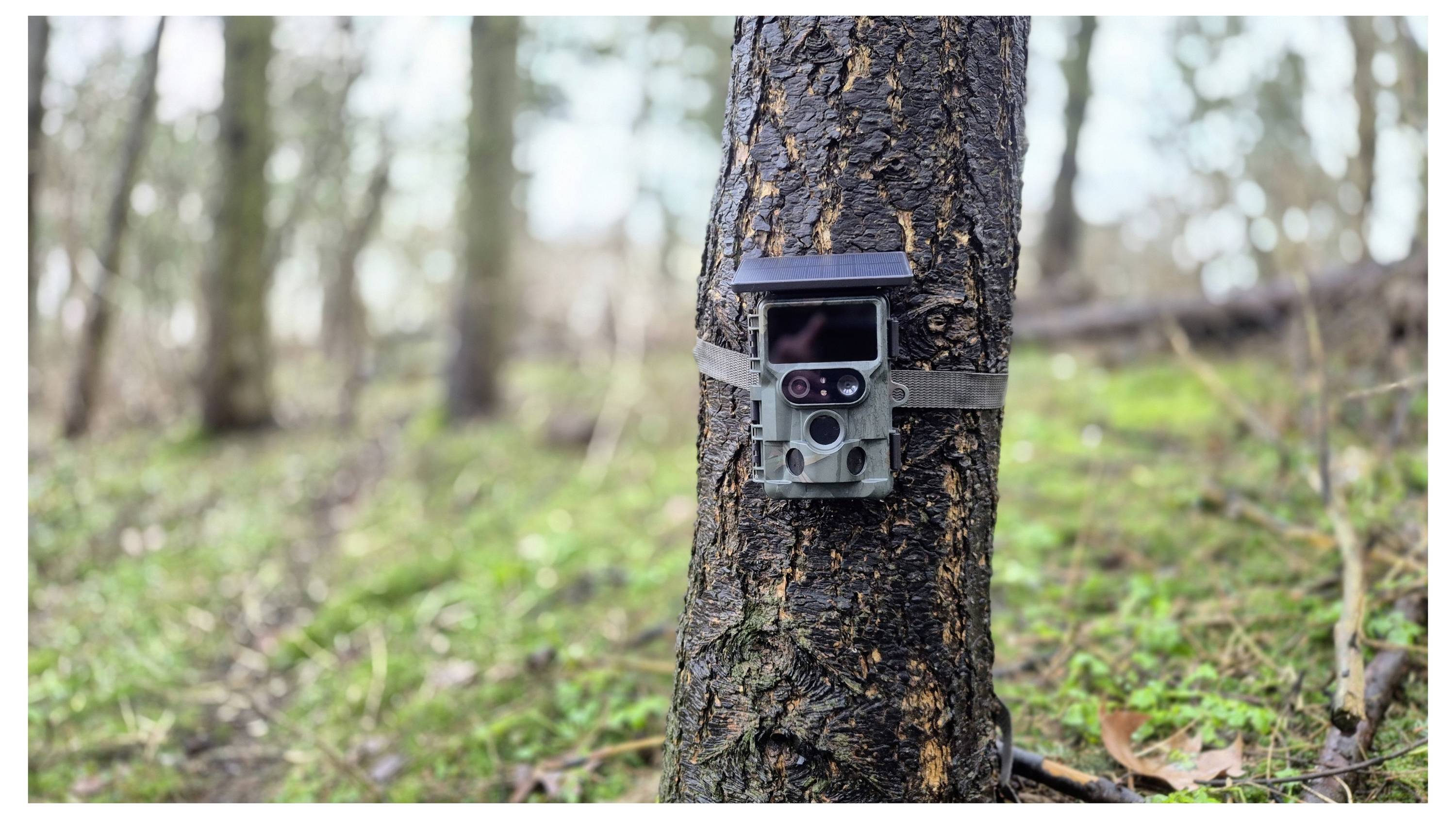 A trail camera strapped to a tree trunk in a wooded area.