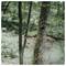 A camouflage trail camera mounted on a tree trunk in a dense wooded area, capturing wildlife movements for observation and study.