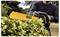 A person trims hedges using a yellow 'DeWalt' electric hedge trimmer in a garden setting, focusing on even cutting of the foliage.
