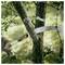 Close-up of a hand saw cutting a tree branch outdoors in a wooded garden.