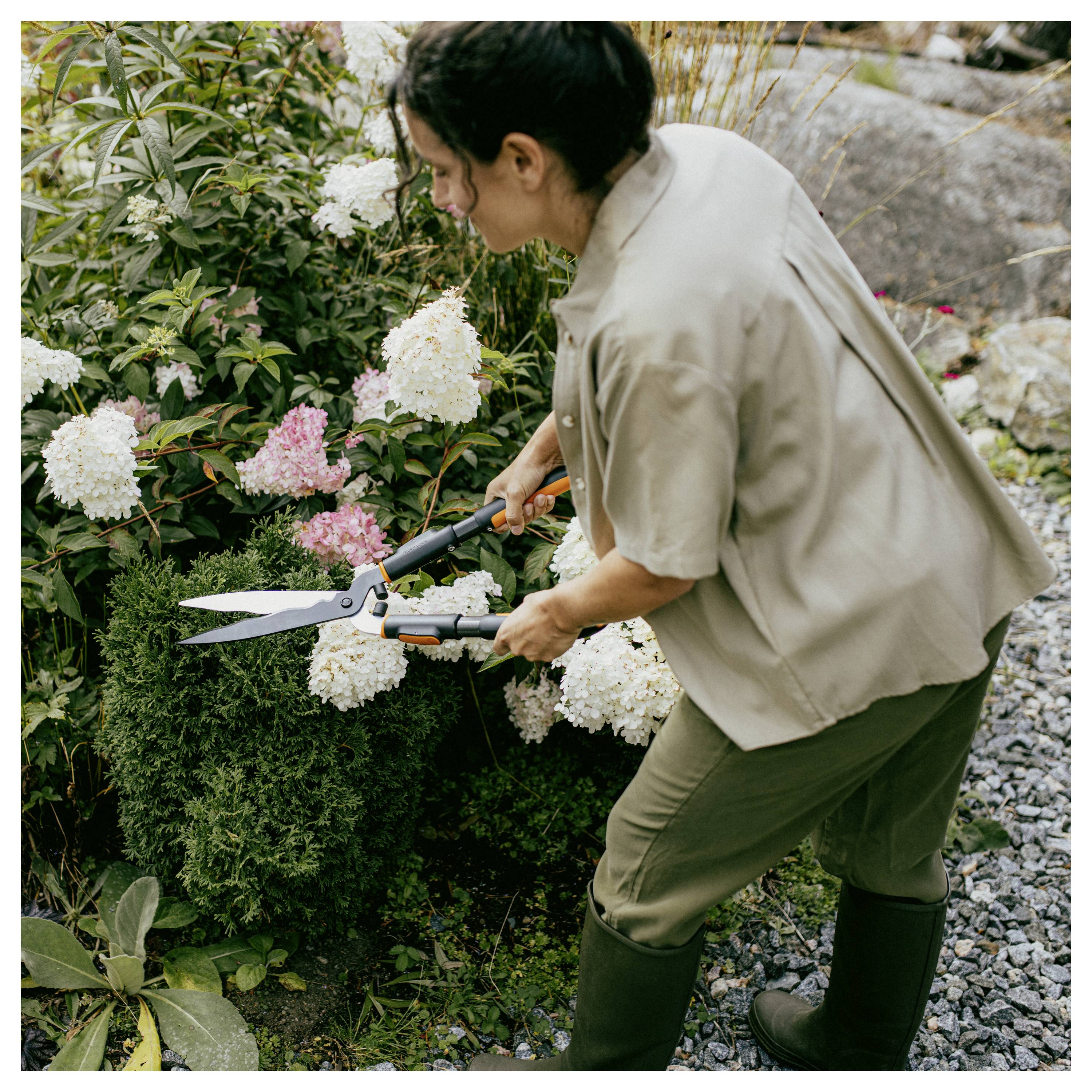 Person trimming white and pink hydrangeas in a garden with large pruning shears.