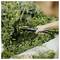 Hand using a gardening hoe to loosen soil and remove weeds among dense green plants in a garden bed.