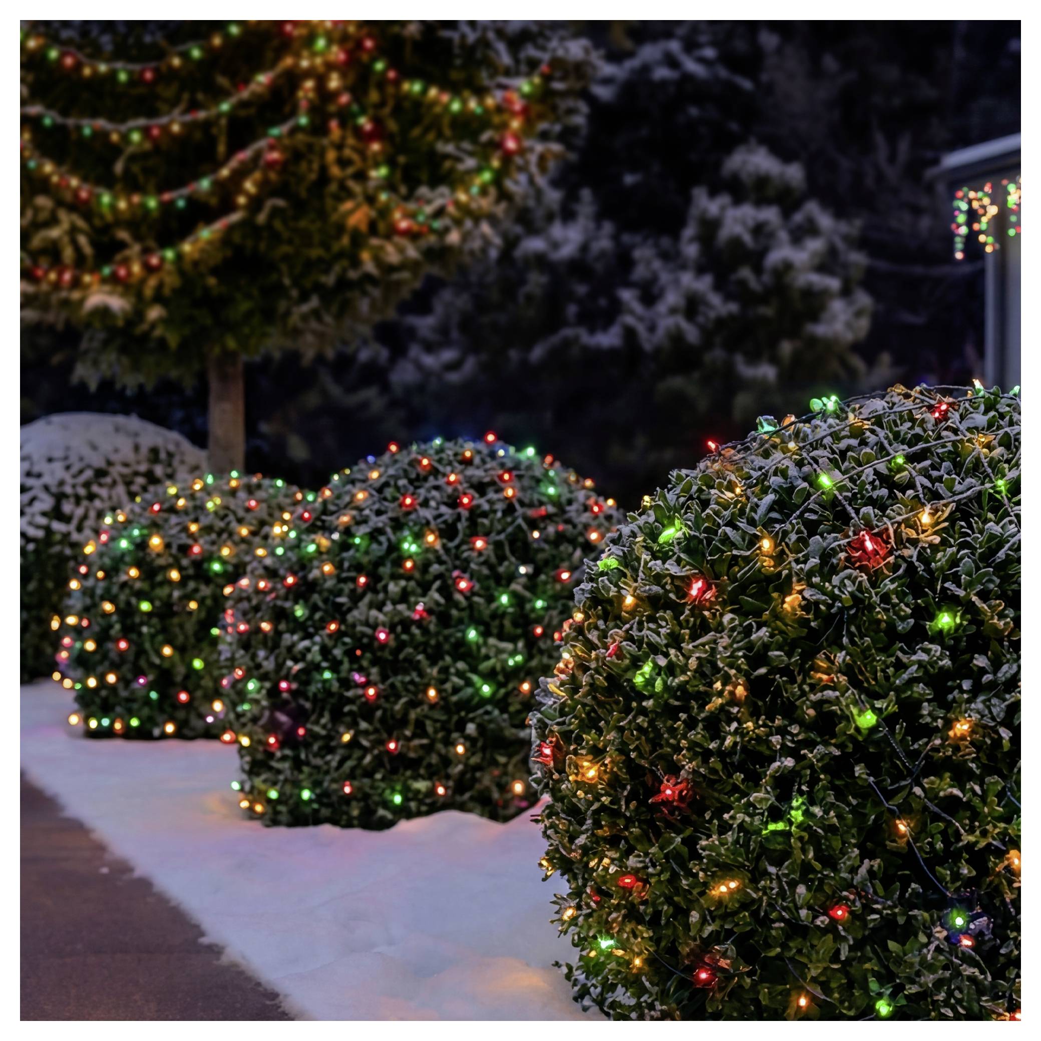 Snow-covered shrubs and a tree are decorated with multicolored Christmas lights along a walkway at night.