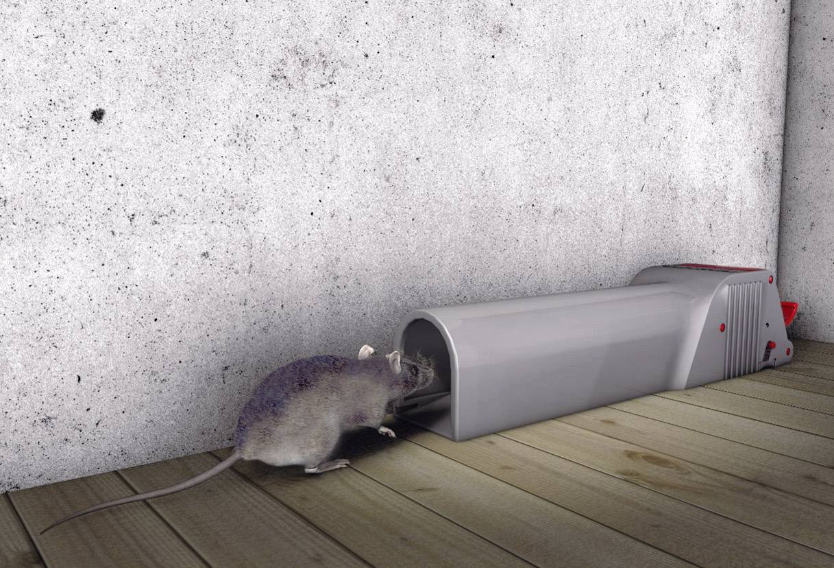 A mouse enters a grey mousetrap against a wall on a wooden floor.