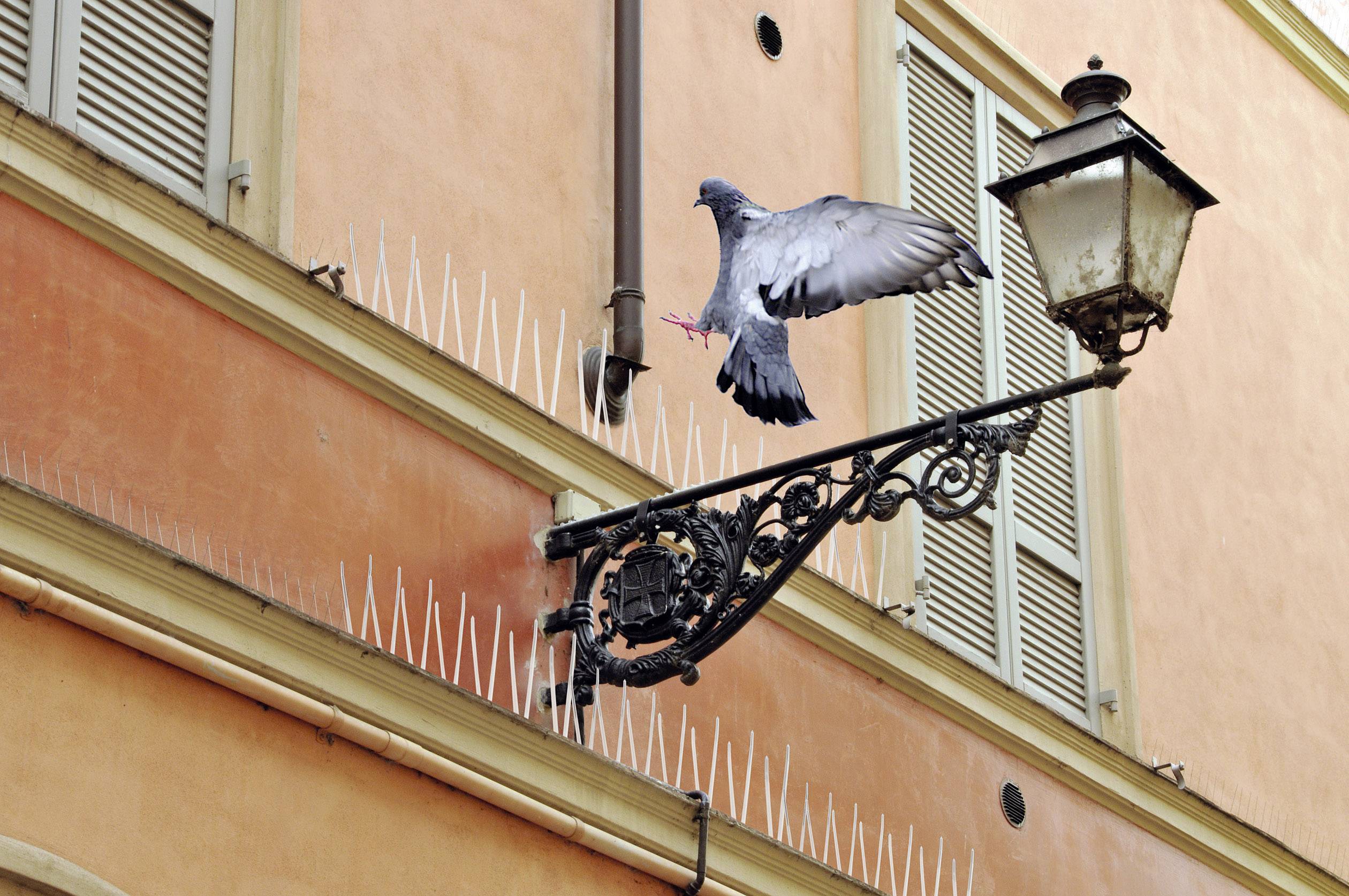 Как избавиться от голубей дома. Антиголубиные шипы. Шипы от голубей на балконе. Защита балкона от голубей. Защита памятников от голубей.