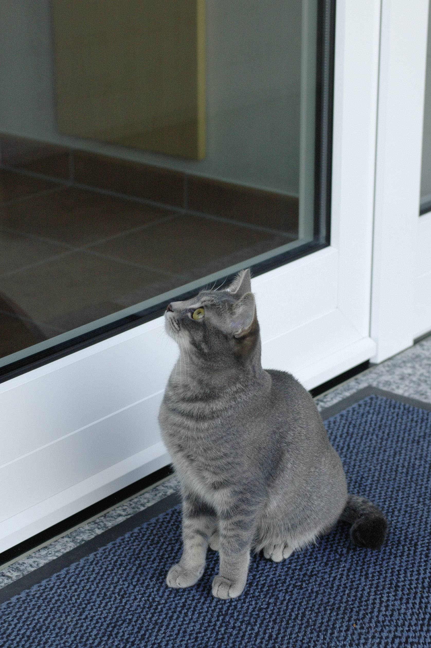 A grey cat sits on a mat and looks attentively towards the door.