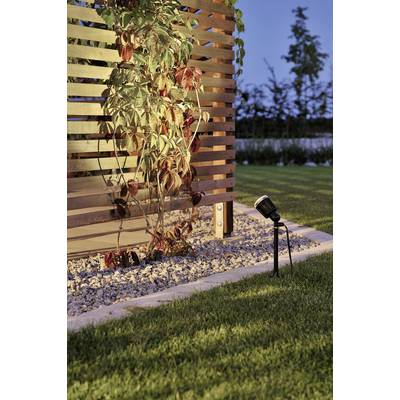 A garden spotlight illuminates a trellis with ivy in autumnal colours in the evening. Background blurred with trees.