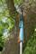 Branch pruner with blue handle positioned against a tree, ready to cut. Sturdy blade for precise cutting during garden work.