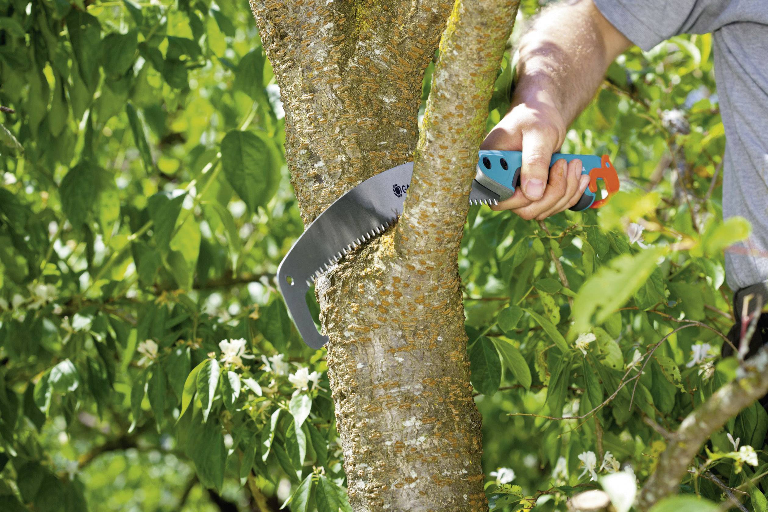 A person is sawing a branch from a tree with a handsaw. The tree has green leaves and some white blossoms.