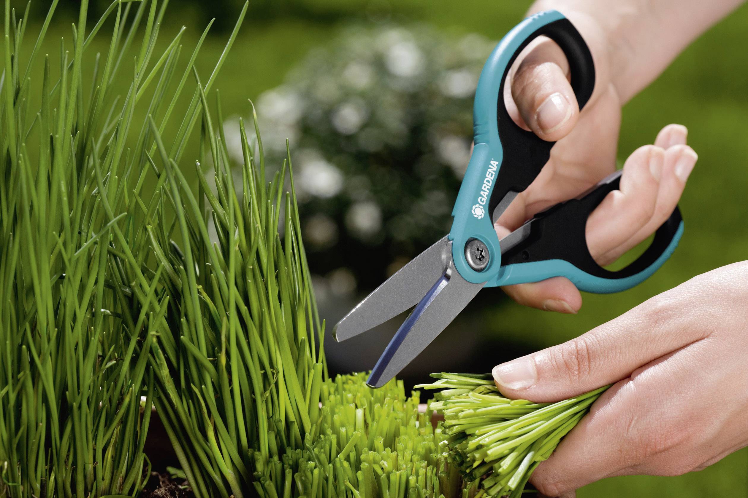 A person is cutting fresh grass with scissors. The scissors hold the lower part of the grass steady while it is being cut.