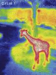 FLIR ONE Thermal Imager for iPhone 5/5s