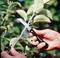 A person carefully cuts a leaf from a green branch of a tree with a knife.